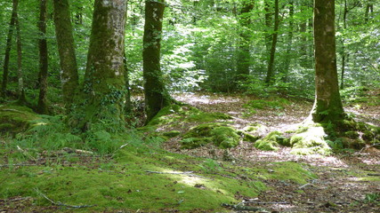 Fototapeta premium LD Belle Isle en Terre P1040273