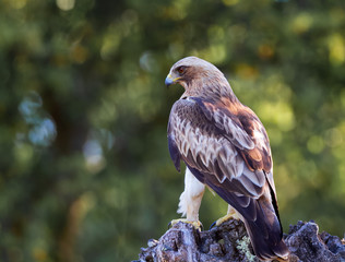 Booted Eagle Hieraaetus pennatus in the nature, Spain
