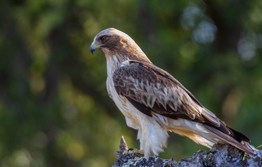 Booted Eagle Hieraaetus pennatus in the nature, Spain