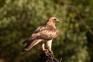 Booted Eagle Hieraaetus pennatus in the nature, Spain