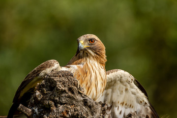Booted Eagle Hieraaetus pennatus in the nature, Spain