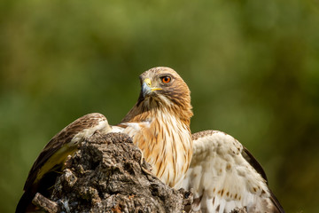 Booted Eagle Hieraaetus pennatus in the nature, Spain