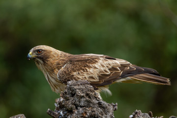 Booted Eagle Hieraaetus pennatus in the nature, Spain