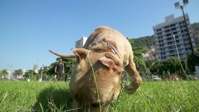 playfull pitbull red nose catchs ball in slow motion on the grass
