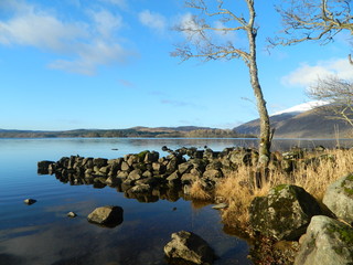 tree on the shore of loch