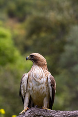 Booted Eagle Hieraaetus pennatus in the nature, Spain