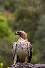 Booted Eagle Hieraaetus pennatus in the nature, Spain