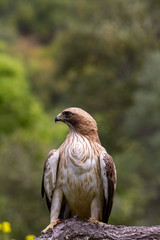 Booted Eagle Hieraaetus pennatus in the nature, Spain