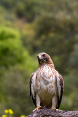 Booted Eagle Hieraaetus pennatus in the nature, Spain
