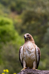 Booted Eagle Hieraaetus pennatus in the nature, Spain