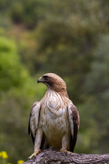 Booted Eagle Hieraaetus pennatus in the nature, Spain