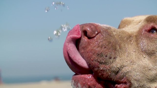 pitbull drinks water - close shot - slow motion