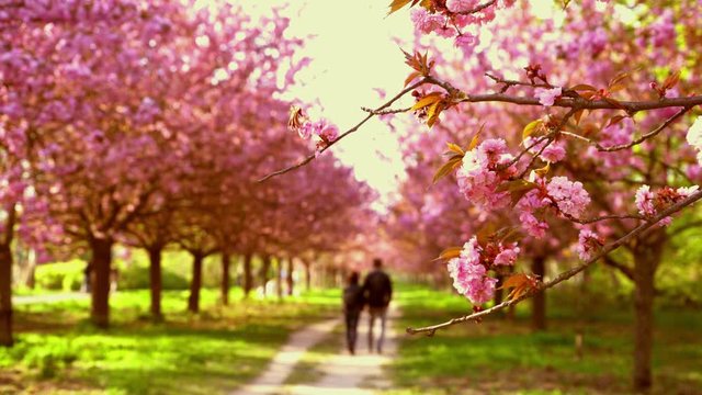Berlin - der Sakura-Weg an der s&uuml;dlichen Stadtgrenze in voller Bl&uuml;te mit Passanten im unscharfen Bereich und einem Paar im unscharfen Bereich