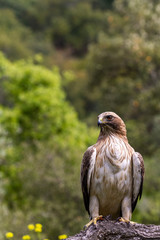 Booted Eagle Hieraaetus pennatus in the nature, Spain