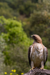 Booted Eagle Hieraaetus pennatus in the nature, Spain