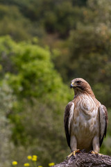 Booted Eagle Hieraaetus pennatus in the nature, Spain