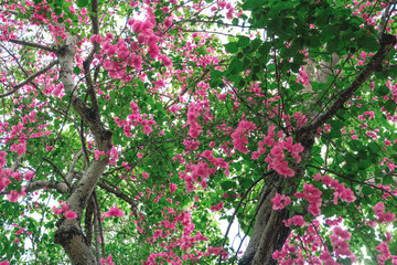 pink flowers in the garden