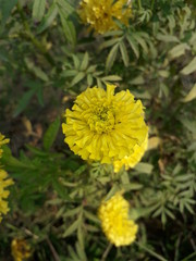 Yellow flower of marigold in the garden