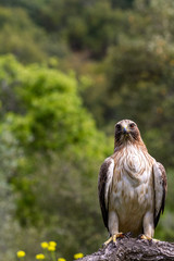 Booted Eagle Hieraaetus pennatus in the nature, Spain