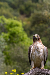 Booted Eagle Hieraaetus pennatus in the nature, Spain
