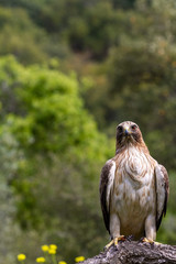Booted Eagle Hieraaetus pennatus in the nature, Spain
