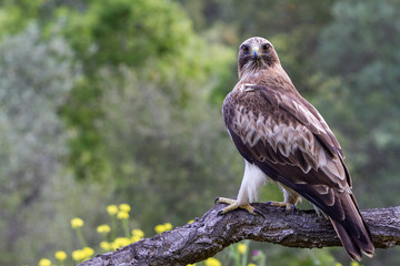 Booted Eagle Hieraaetus pennatus in the nature, Spain