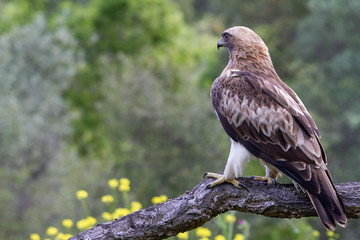 Booted Eagle Hieraaetus pennatus in the nature, Spain