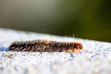 caterpillar on a rock
