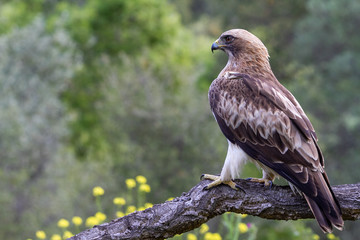 Booted Eagle Hieraaetus pennatus in the nature, Spain
