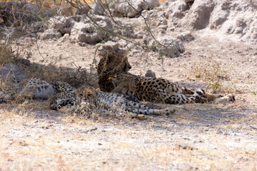 Naklejka premium a big cheetah with puppies in Namibia