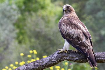 Booted Eagle Hieraaetus pennatus in the nature, Spain