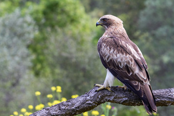 Booted Eagle Hieraaetus pennatus in the nature, Spain