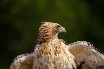 Booted Eagle Hieraaetus pennatus in the nature, Spain