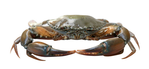 Crab isolated on white background.