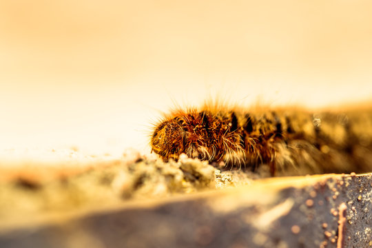 caterpillar on a rock