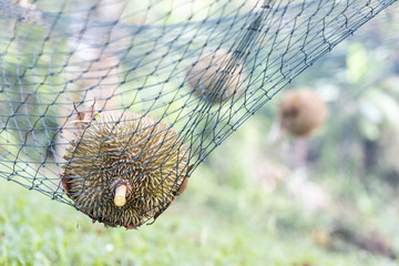 Ripe durian landed on safety net to cushion fall impact.