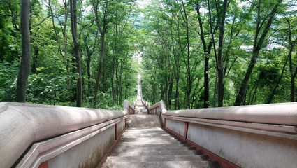 Fototapeta premium bridge in the forest