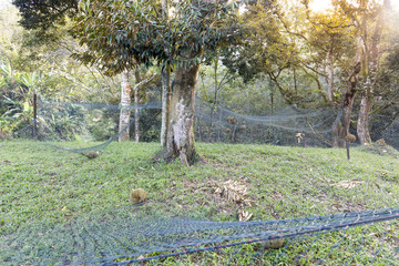Ripe durian landed on safety net to cushion fall impact.