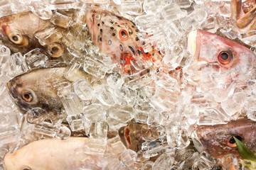 Fish covered with ice in market. Clear eyes denote freshness.