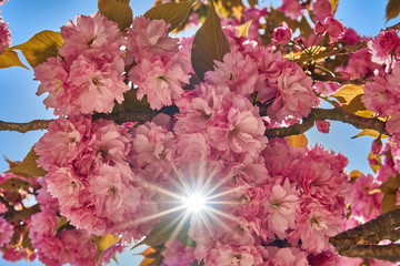 Fototapeta premium A sun star through soft pink cherry blossom against the pastel blue sky on the Miyajima island.