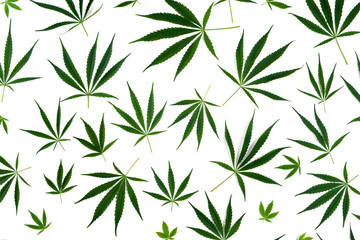 Fototapeta na wymiar Cannabis leaves of different sizes are isolated on a white background.
