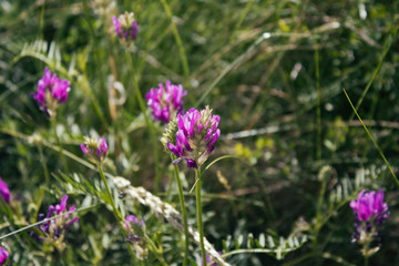 Astragalus onobrychis. Blossoming Astragalus onobrychis. Meadow plants. Wild plant.