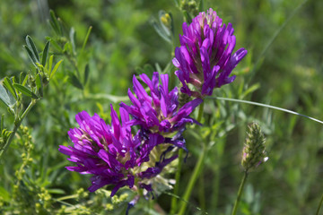 Astragalus onobrychis. Blossoming Astragalus onobrychis. Honey plant.