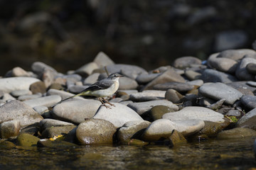 wagtail jumps on a stone near the river drinking water