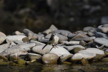 Obraz premium wagtail jumps on a stone near the river drinking water