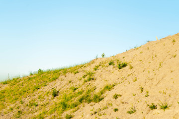 plant in the desert, canyon and blue sky