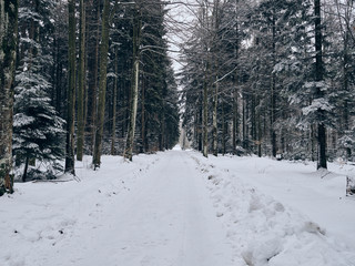 Schnee im Schwarzwald