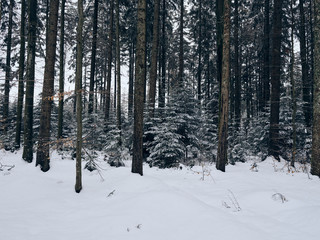 Schnee im Schwarzwald