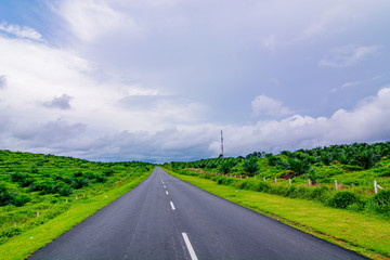 Palm oil tree replant in plantation at Malaysia