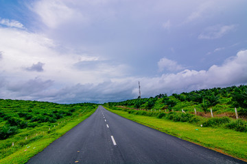 Palm oil tree replant in plantation at Malaysia